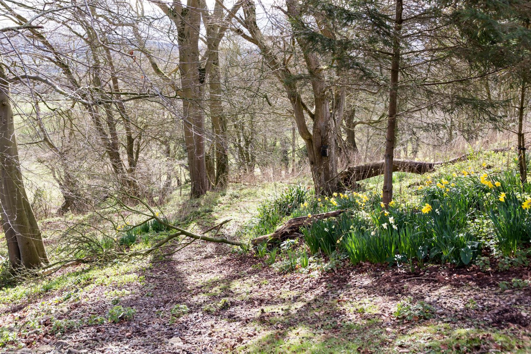 Images for Rockdunder Lodge, Long Lane, Wrington, Bristol