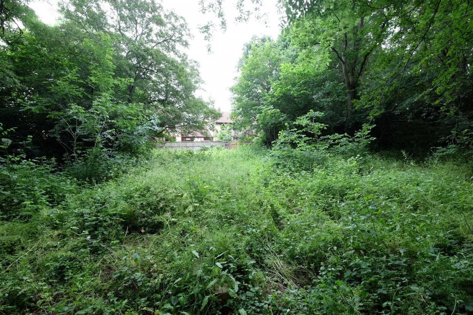 Images for 0.5 ACRES OF WOODLAND - NAILSEA