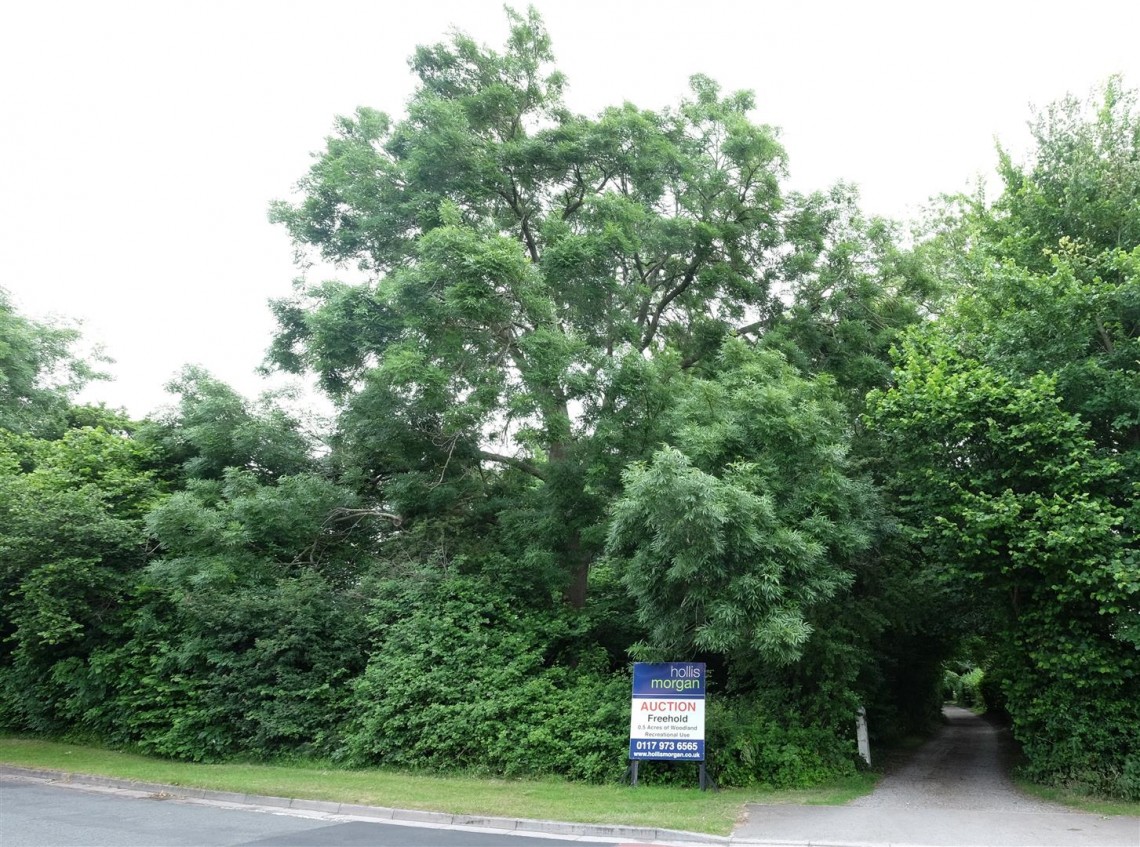 Images for 0.5 ACRES OF WOODLAND - NAILSEA