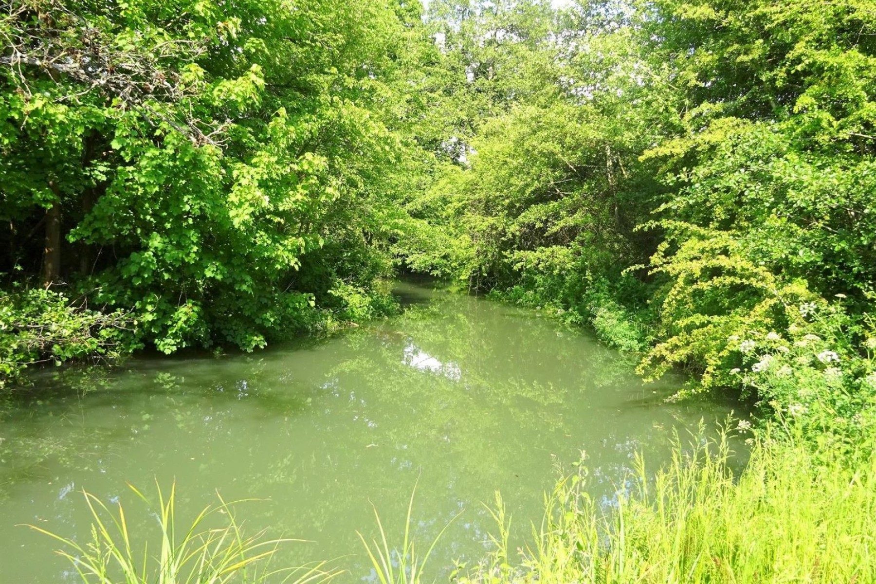 Images for BANKSIDE & FISHING RIGHTS - RIVER BYBROOK